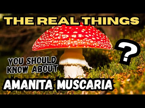 How to identify Amanita Muscaria (Fly Agaric)