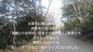 横山展望台から宮川堤まで芽吹きの桜ドライブです。