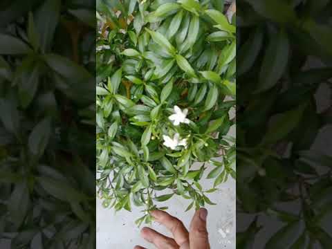 My healthy and busy plant mini chandani / 🌺🌹🌼🌱 (Simple Gardening)
