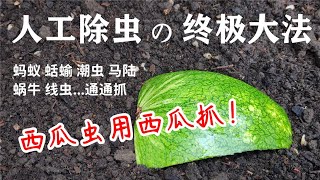 Download the video "花园人工除虫的终极方法：如何有效消灭西瓜虫（潮虫），蛞蝓，马陆和蚂蚁等害虫 /"