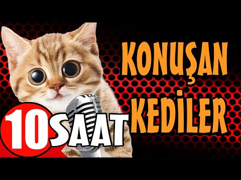 Konuşan Kediler 10 Saat - Sinema Tadında Komik Kedi Videoları