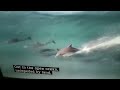 Blue Planet Part 4