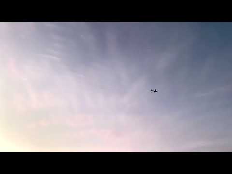 Wizlex - Sativa (Official video)