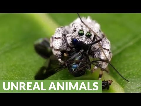 Rainforest jumping spider feasts on long-legged fly