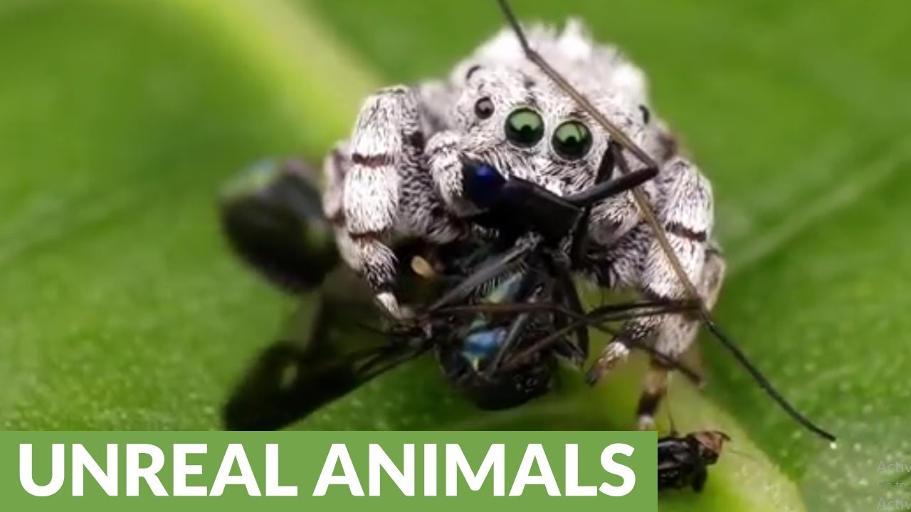 <h1 class=title>Rainforest jumping spider feasts on long-legged fly</h1>