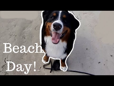 download lagu mp3 mp4 Benny Beach, download lagu Benny Beach gratis, unduh video klip Download Benny Beach Mp3 dan Mp4 320kbps Gratis