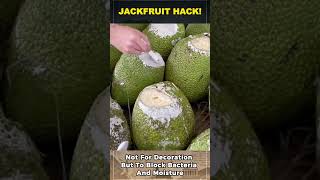Why People Rub Lime on Jackfruit