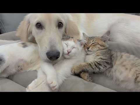 YouTube 썸네일