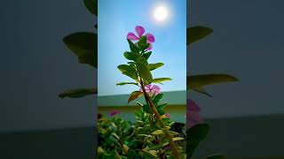 Download lagu Natural Plant #beautiful  #flower #sunrise 🌄#Harsh #nature #shorts mp3 Download lagu Natural Plant #beautiful  #flower #sunrise 🌄#Harsh #nature #shorts mp3