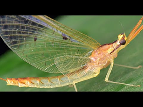 Nature’s Shortest Life: The Mayfly Story: #MayflyLife #AnimalDocumentary #OneDayInsect #ShortLife