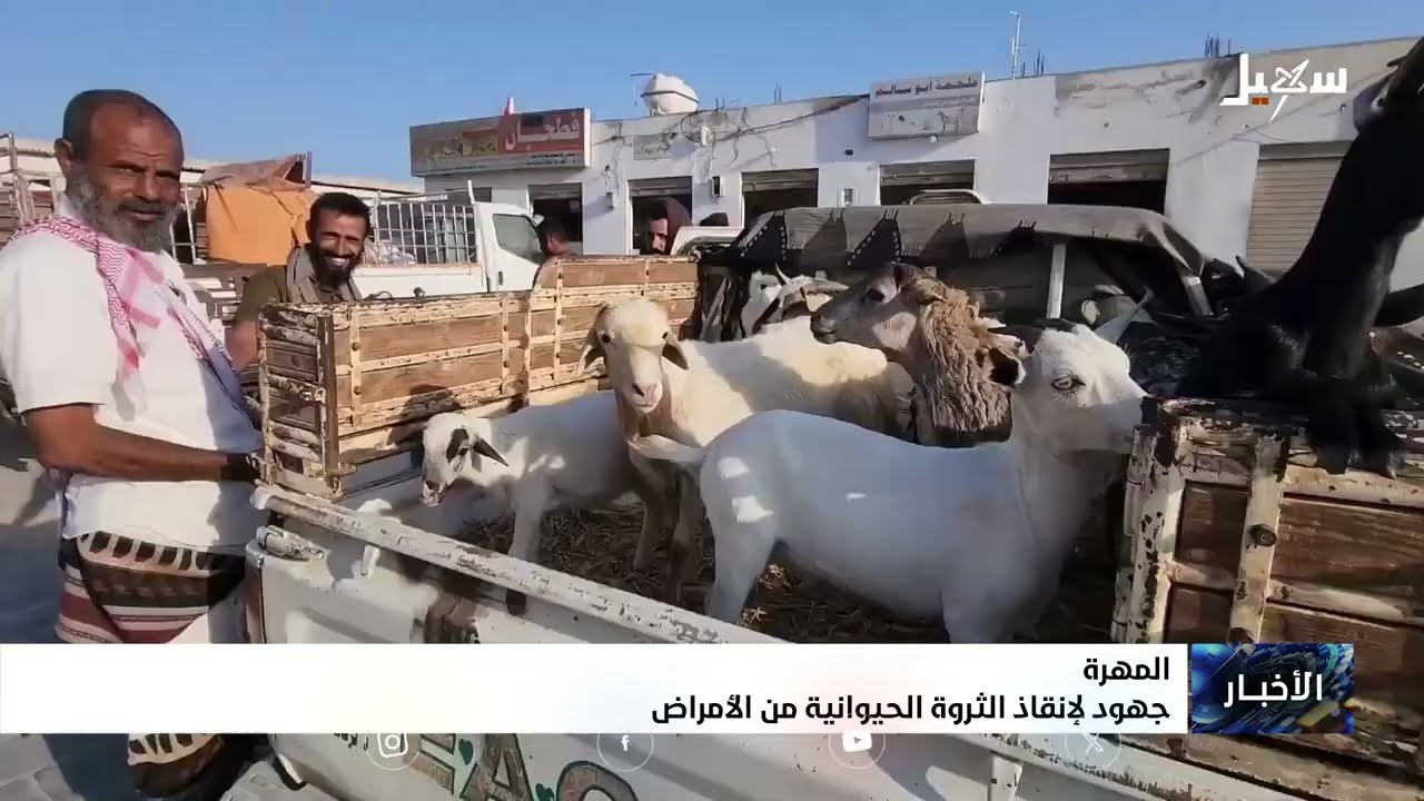 المهرة .. جهود لإنقاذ الثروة الحيوانية من الأمراض
