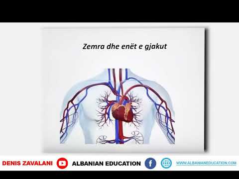 7 06 019 Java e dhjetë Biologji Sistemi i qarkullimit të gjakut