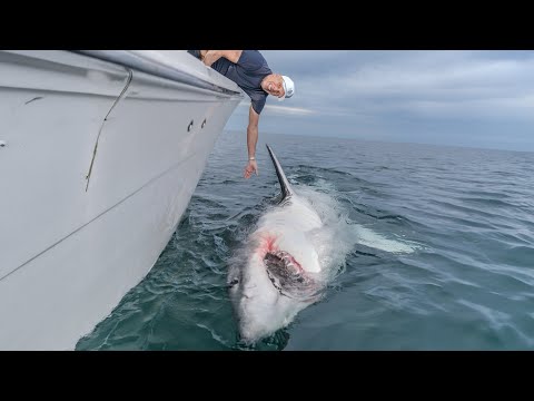 Great White Leebeth
