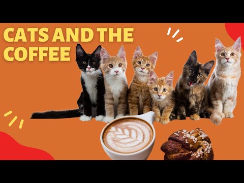 Cats and Coffee - How would you say the cat reaction is?