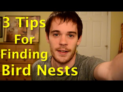 YouTube video about: How do snakes find bird nests?