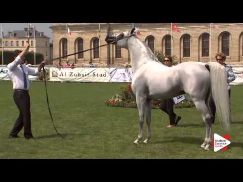 N.85 WAZEER AL SHAQAB - Chantilly 2015 AWC - Stallions 7 years old and above (Class 10)