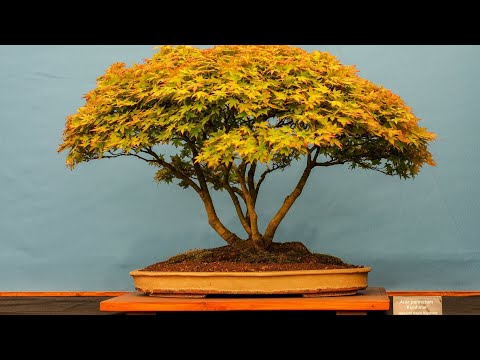 Timrai nimti makhamali||Siva pariyar Nepali song