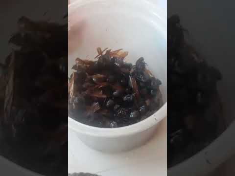 cachaça tira gosto de tanajura Tianguá Ceará Brasil