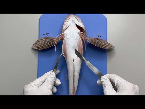 The Fish with Legs and Wings - Strangest Fish Dissection