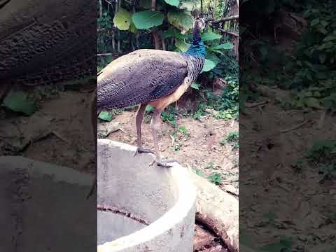 #shortsvideo #viralshorts #maura.