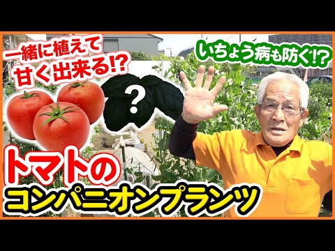 トマトの隣に植えてはいけない野菜は何ですか?これらは、絶対に避けるべき最悪の関連付け 6 つです。  庭園