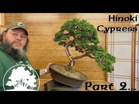 Hinoki Cypress Bonsai Part 2... - Greenwood Bonsai