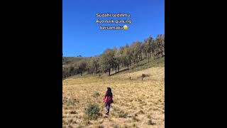 Download lagu story wa pendaki cantik dipadang sabana gunung lawu mp3