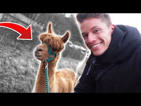Video Thumbnail: Luca wandert mit ALPAKAS