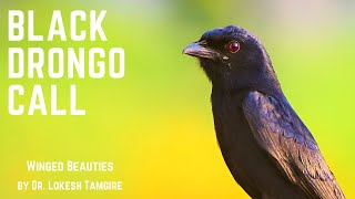 Download lagu Black Drongo Call mp3