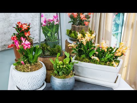 , title : 'Blooming Holiday Cactuses Plants with Shirley Bovshow - Home & Family