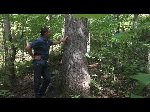 Picking Trees to Support your Treehouse part 2