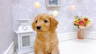 ハーフ犬の動画01