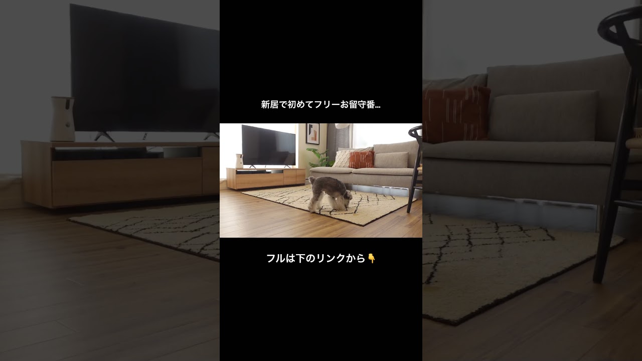 新居で初めてのフリーお留守番！隠し撮りしてみたら… #ファーボ #furbo