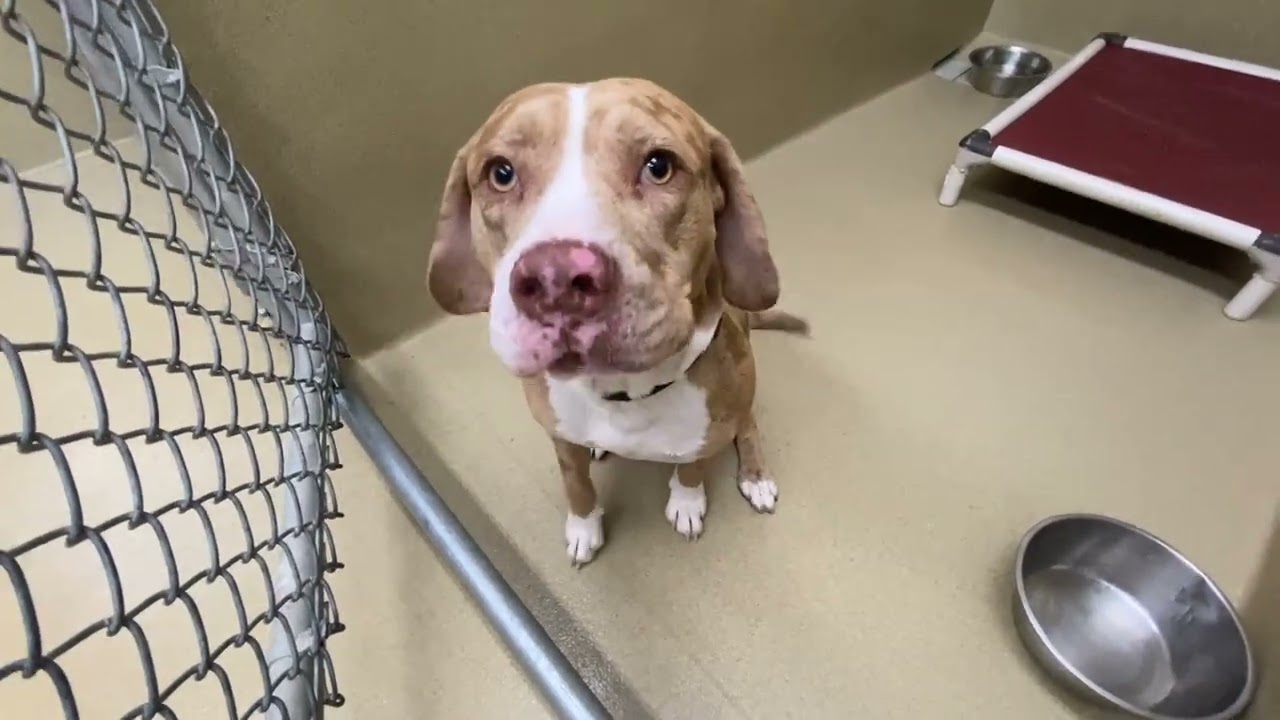 Mojo, a ADOPTABLE mixed breed in Monroe, GA video 2/2