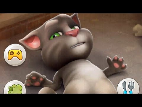 Taking tom cat short video bilya bala bili mausi