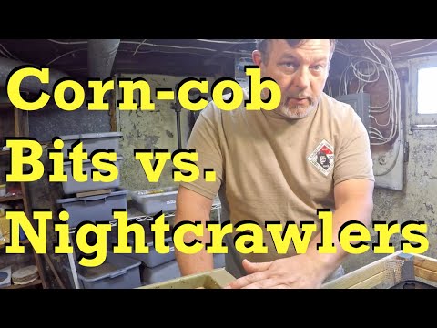 Corn-cob bits vs nightcrawlers after 13 days - worm farm vermicomposting
