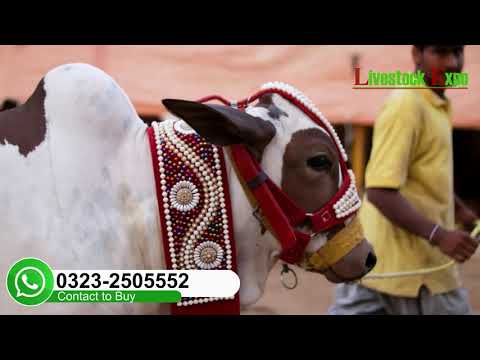 Dolly from Dhakawala Cattle Farm Contact: 0323-2505552