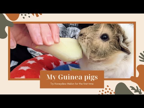 Guinea Pig Herd Eating Honeydew Melon for the first time