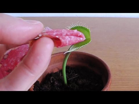 SALAMI for Charlie the Venus Flytrap