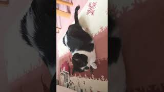 見てるよ圧がすごい#cat # ねこ動画 #可愛い #ねこのいる暮らし