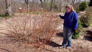 Spring Prune Your Dogwood Shrub to Maintain Color