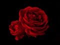 موسيقى رائعة ونغمات لطيفة | The Rose Lover