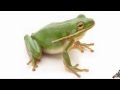 Animal BeatBoX