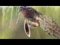 Leeches Feeding On Tadpoles Close Views Placobdella Picta