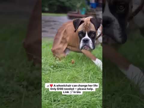 please donate to buy wheelchair link in bio #NYC#LosAngeles#Chicago#Texas#Florida#california