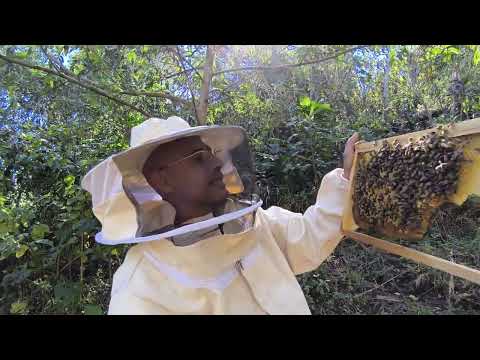 Colmena doble reina, seguimiento a 8 días de iniciada