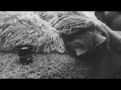 Lenny the Lens vs. Larry the Cat - The Cat Rivalry Continues