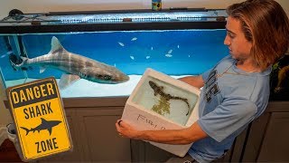 SAVING Pet SHARK Turns Into DANGEROUS Fish Transfer...