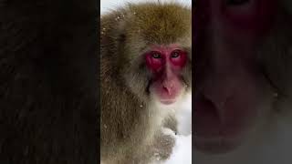 [遊記] 上高地冬季健行完整指南