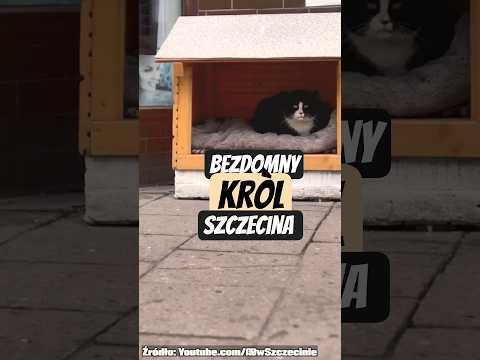 Bezdomny król Szczecina największą turystyczną atrakcjąKot Gacek #szczecin #shorts #ciekawostki #kot